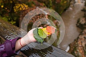 Hand holding autumn colored leaves - all shades of fall season colors with an waterfall and a river in background