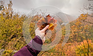 Hand holding autumn colored leaves - all shades of fall season colors with an waterfall and a river in background