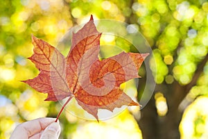 Hand holding autumn leaf