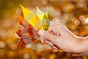 Hand holding autumn leaves.