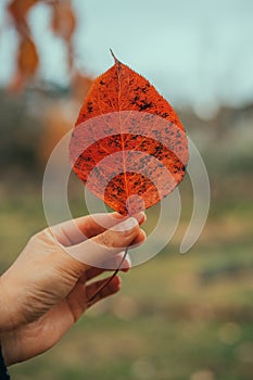 Hand Holding a single Autumn Leaf
