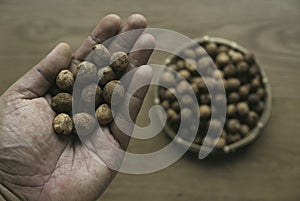 A hand holding Bambara groundnut or Vigna subterranea which still covered with soil.Vigna subterranea ripens its pods underground photo