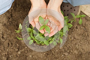 Hand Holding Basil Leaves