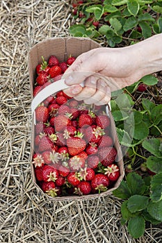 Hand holding basket full of ripe strawberries