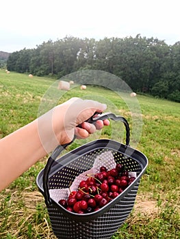 Hand holding a basket with picked cherries overseeing a field