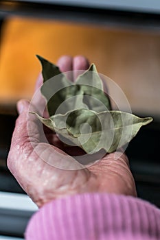 Hand holding bay leaves in front of an oven in a kitchen, dryed leaves, cooking with bay leaves, eliminate bad smells