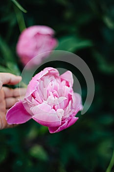 Hand holding Beautiful flower of pink peony on vibrant nature background