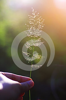 Hand holding Beautiful grass flowers with natural sunlight. Peace and Amity of Valentine`s day concept