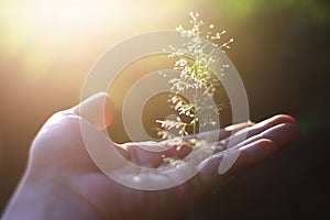 Hand holding Beautiful grass flowers with natural sunlight. Peace and Amity of Valentine`s day concept