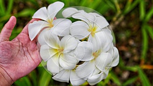 Hand holding beautiful Japonica flower with green background