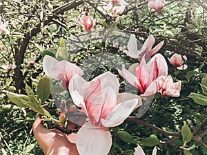 Hand holding beautiful pink magnolia flower on branch, closeup. Magnolia blooming tree with tender flowers in botanical garden at