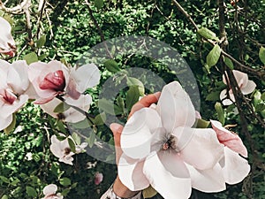 Hand holding beautiful pink magnolia flower on branch, closeup. Magnolia blooming tree with tender flowers in botanical garden at