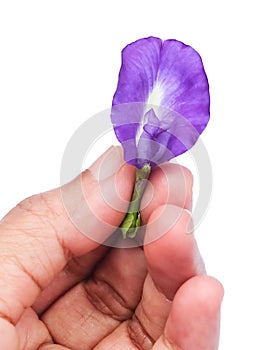 Hand Holding Beautiful Purple Butterfly Pea Flower