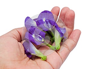 Hand Holding Beautiful Purple Butterfly Pea Flowers