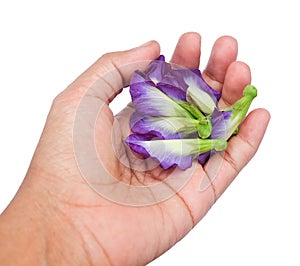 Hand Holding Beautiful Purple Butterfly Pea Flowers