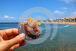 Hand holding beautiful sea shell on a blurred tropical beach background.Seashell in women`s fingers against ocean water with space