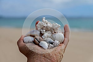 A hand holding beautiful seashells on a paradise island.