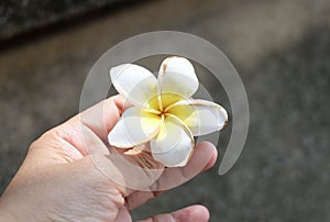 Hand Holding Beauty White Plumeria Frangipanis Flower