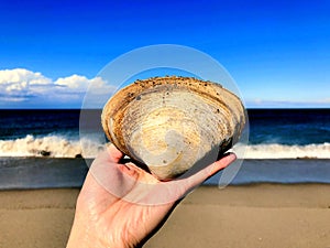 A hand holding a big quahog shell