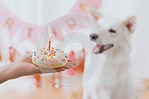 Hand holding birthday donut with candle on background of cute dog and pink garland. First birthday