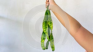 Hand holding a bitter bean or twisted cluster bean