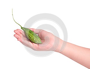 Hand holding bittermelon on white background