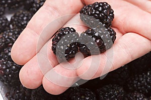 Hand Holding Blackberries photo
