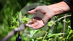 Planting tree shrub