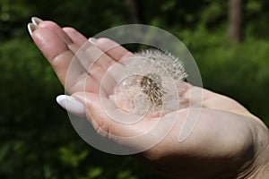 A hand holding a blowball dandelion