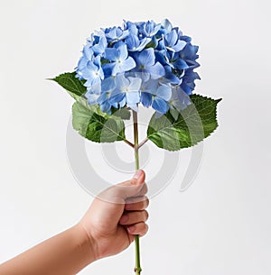 Hand Holding Blue Flower With Green Leaves