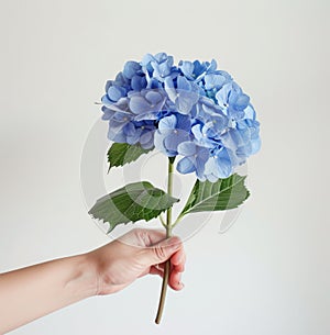 Hand Holding Blue Flower With Green Leaves