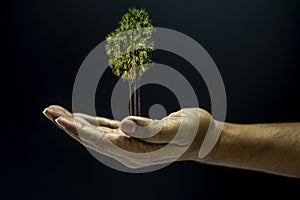 Hand holding Borassus flabellifer palm tree