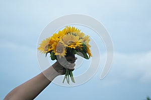 Hand holding bouquet of beautiful yellow sunflower against bright blue sky background.