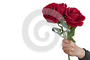 hand holding a bouquet of roses on white background, nature, love, valentine, fashion, gift, copy space