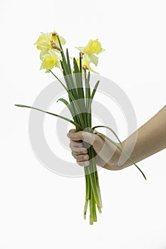 Hand holding a bouquet of yellow daffodils in white background