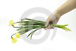 Hand holding a bouquet of yellow daffodils in white background