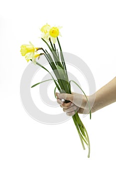 Hand holding a bouquet of yellow daffodils in white background
