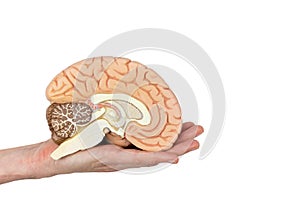 Hand holding brain hemisphere on white background