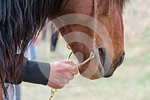 Hand holding the bridle of a horse.