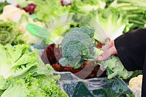 Hand holding broccoli