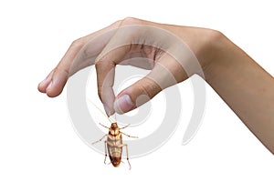 Hand holding brown cockroach over white background