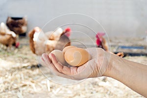 Hand holding brown eggs in henhouse