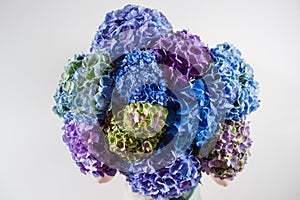 Hand holding a bunch blue color hydrangea white background. bright colors. purple cloud. 50 shades