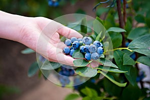 Hand holding bunch of blueberries.Blueberry bush. Northern highbush blueberry.