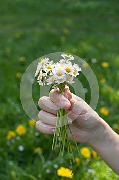 Hand holding a bunch of field daisies