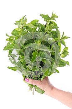 Hand holding a bunch of fresh mint