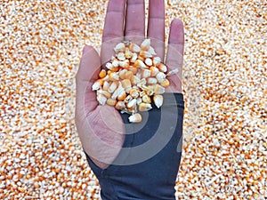 Hand Holding A Bunch of Fresh Red Maize or Corn Cob During Harvest Season. The Farmers Dry the Corns Then Fry Them Into Popcorn