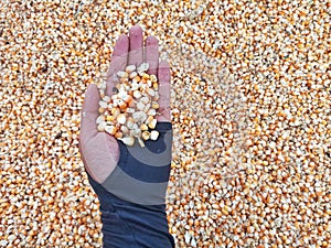 Hand Holding A Bunch of Fresh Red Maize or Corn Cob During Harvest Season. The Farmers Dry the Corns Then Fry Them Into Popcorn