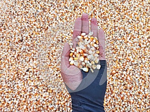 Hand Holding A Bunch of Fresh Red Maize or Corn Cob During Harvest Season. The Farmers Dry the Corns Then Fry Them Into Popcorn