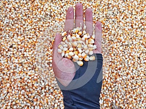 Hand Holding A Bunch of Fresh Red Maize or Corn Cob During Harvest Season. The Farmers Dry the Corns Then Fry Them Into Popcorn